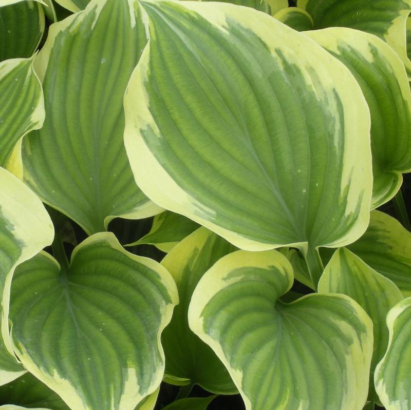 Hosta Liberty