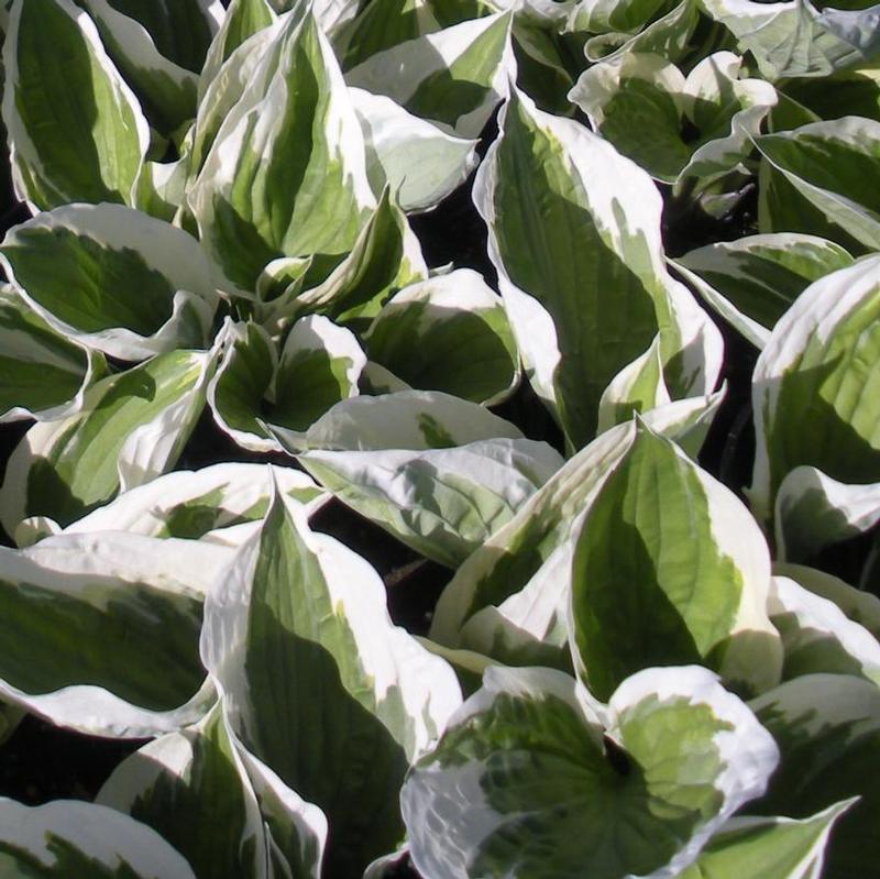 Hosta Patriot