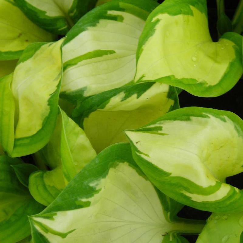 Hosta Popcorn