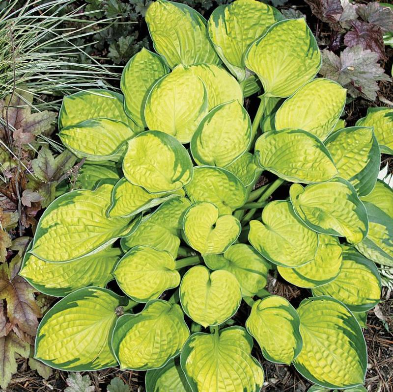 Hosta Rainforest Sunrise