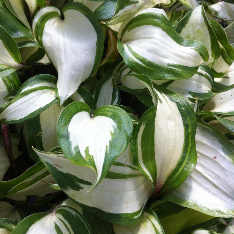 Hosta Raspberry Sundae