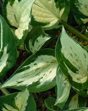 Hosta Revolution