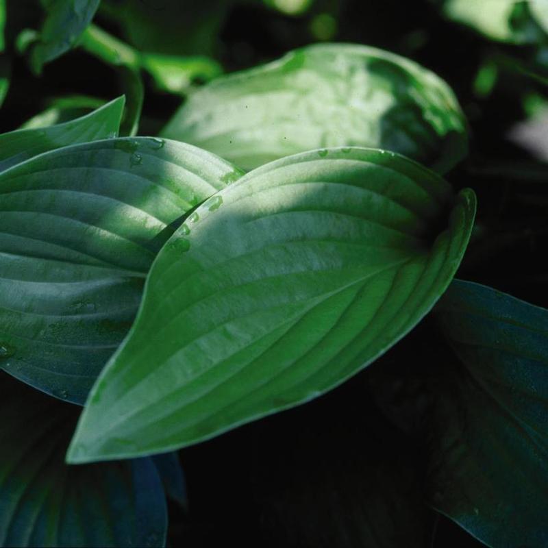 Hosta Royal Standard