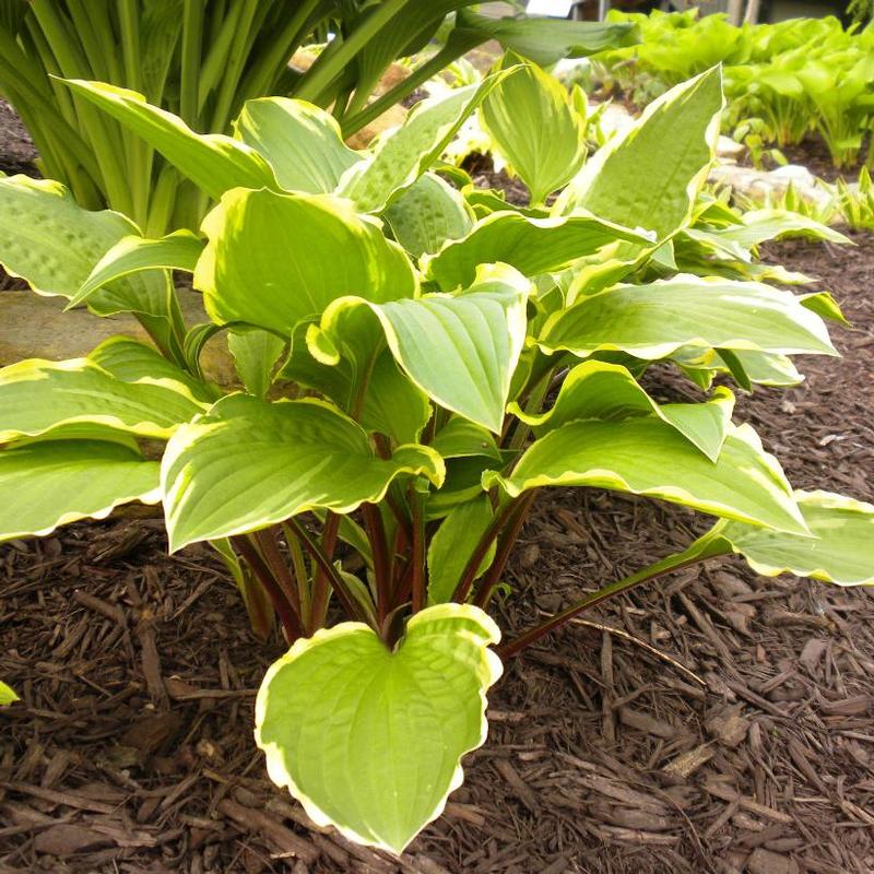 Hosta Rubies and Ruffles