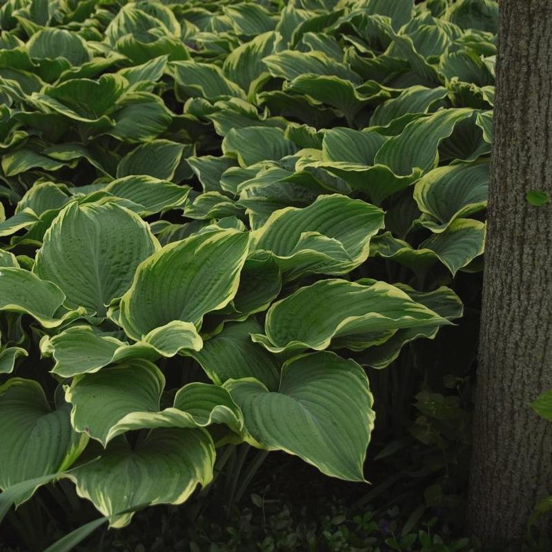 Hosta Sagae