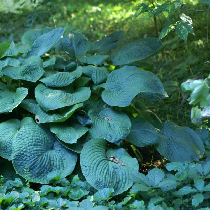 Hosta sieboldiana Elegans