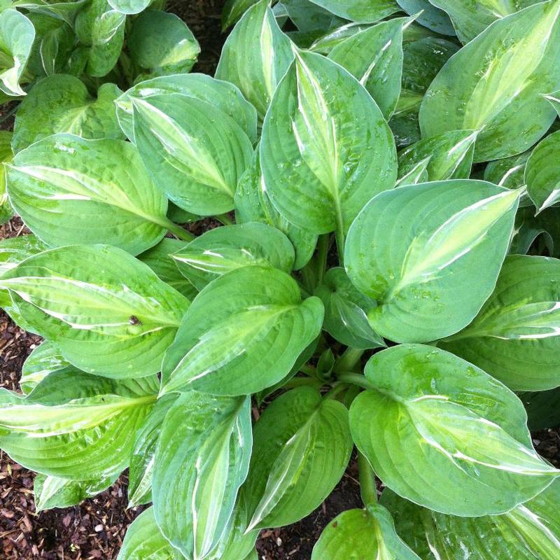 Hosta Striptease