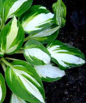 Hosta Vulcan