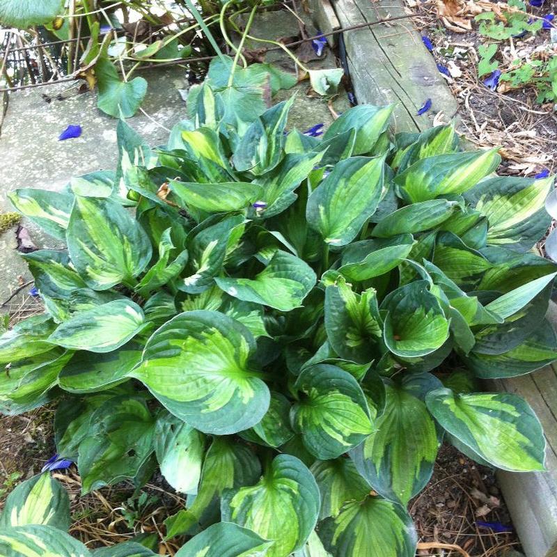 Hosta Whirlwind