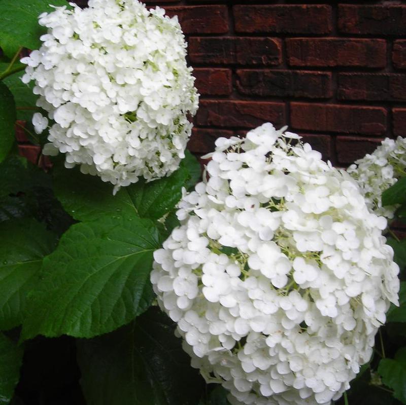 Hydrangea arborescens Abetwo