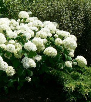 Hydrangea arborescens Annabelle