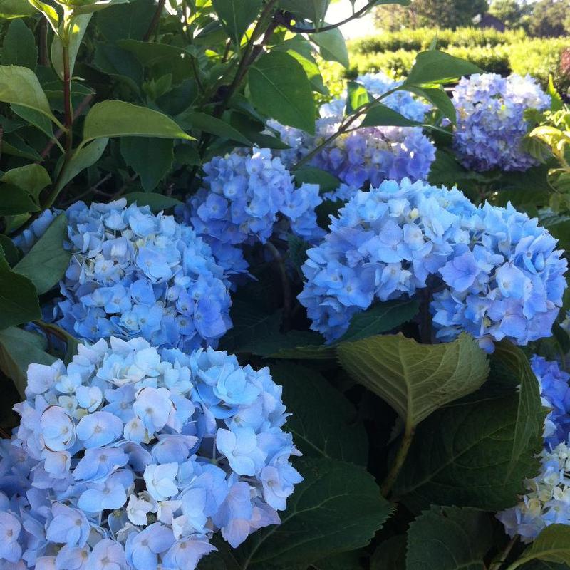 Hydrangea macrophylla Endless Summer® Bailmer