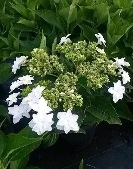 Hydrangea macrophylla Hanabi