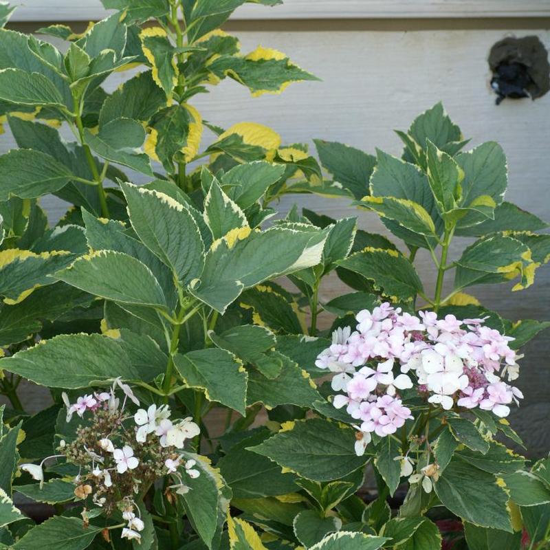 Hydrangea macrophylla Lemon Wave