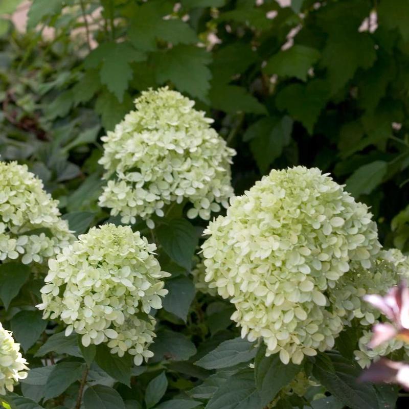 Hydrangea paniculata Jane