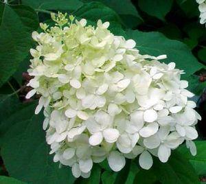 Hydrangea paniculata Pee Wee