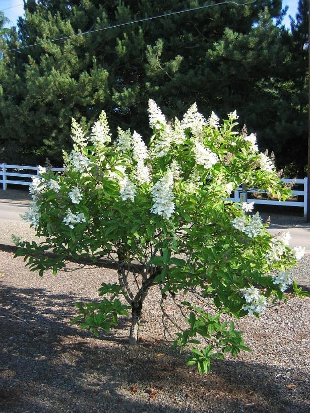 Hydrangea paniculata Tardiva