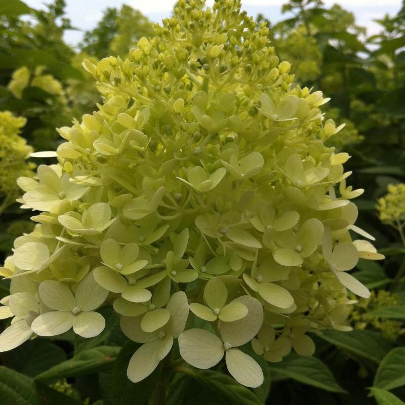 Hydrangea paniculata Zwijnenburg