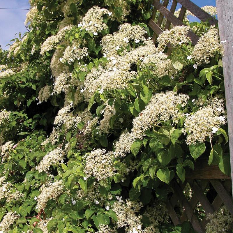 Hydrangea anomala petiolaris 