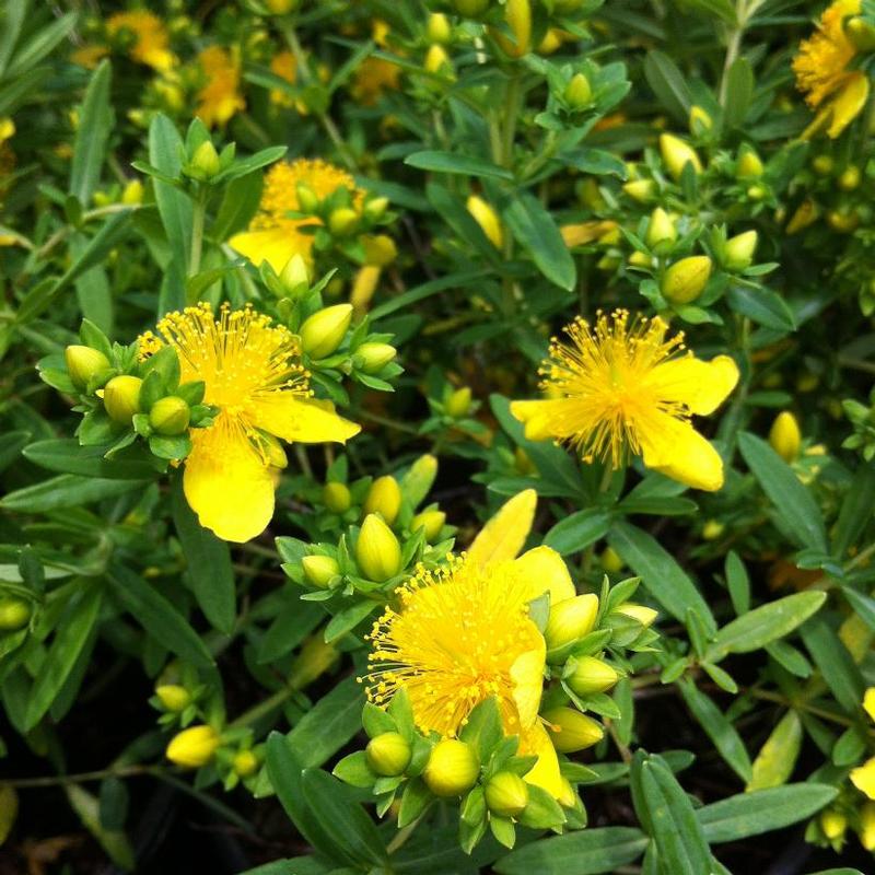 Hypericum kalmianum 