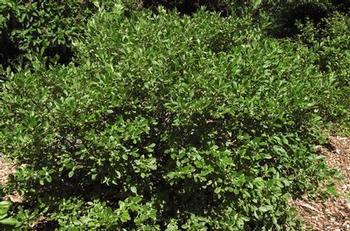 Ilex verticillata Jim Dandy