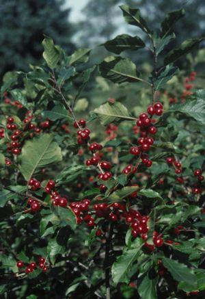 Ilex verticillata 