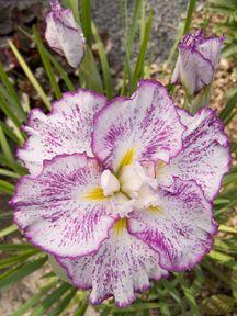 Iris ensata Freckled Geisha