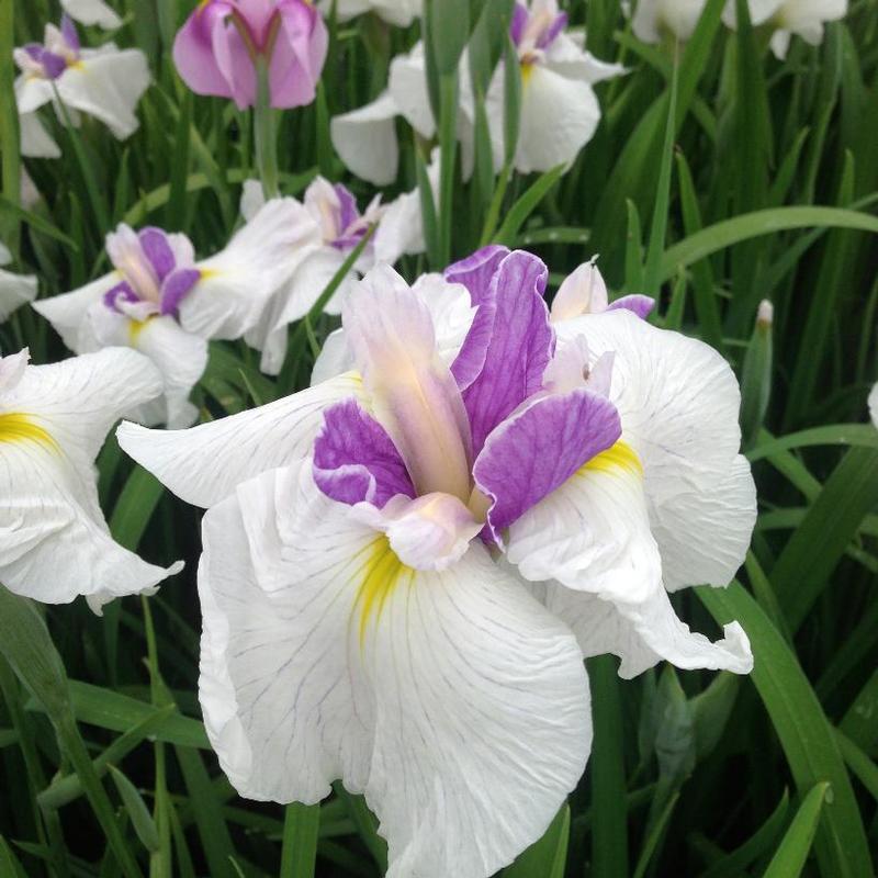 Iris ensata Queen's Tiara