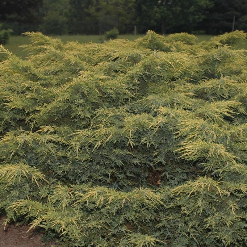 Juniperus chinensis Bakaurea