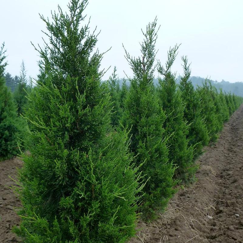 Juniperus chinensis Fairview