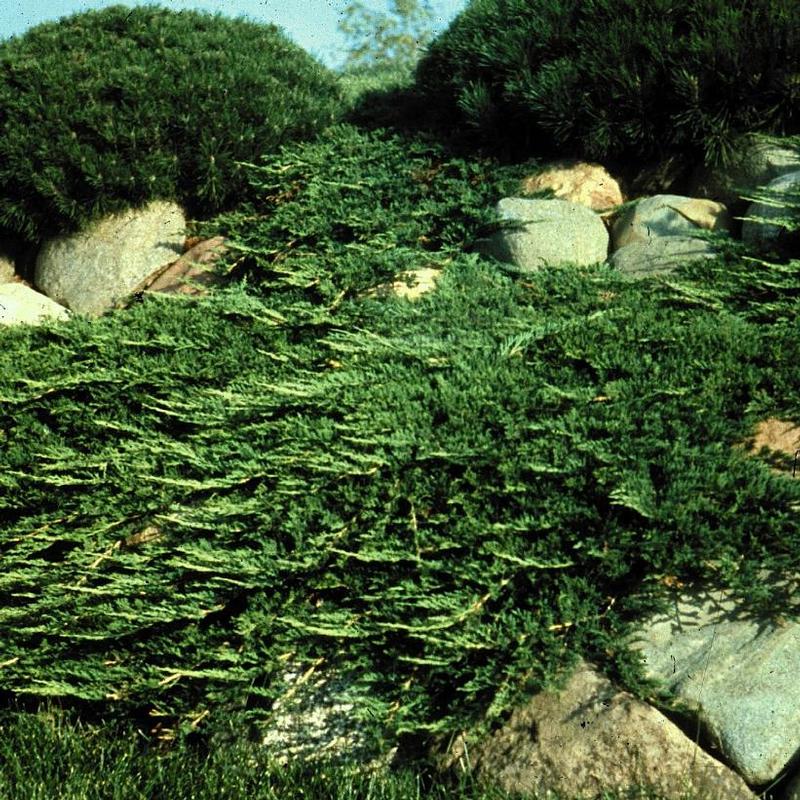 Juniperus horizontalis Prince of Wales