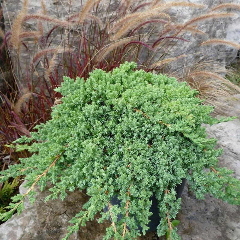 Juniperus procumbens Nana