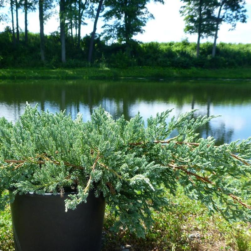 Juniperus squamata Blue Carpet