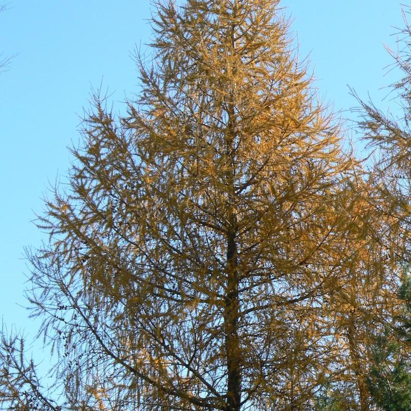 Larix laricina 