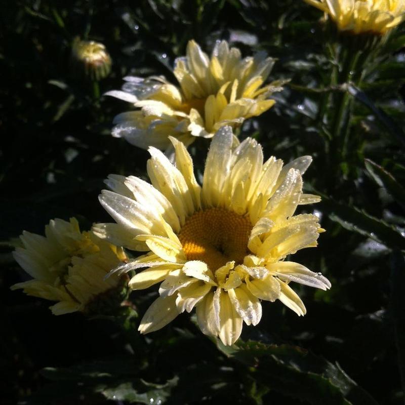 Leucanthemum x superbum Amazing Daisies™ Banana Cream