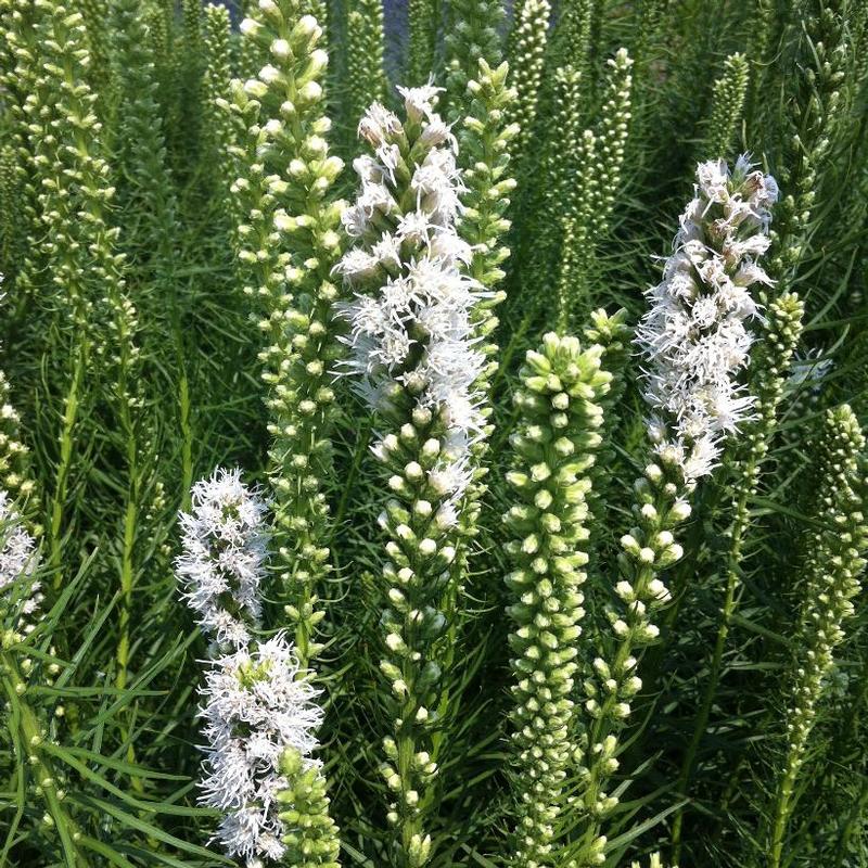 Liatris spicata Floristan Weiss