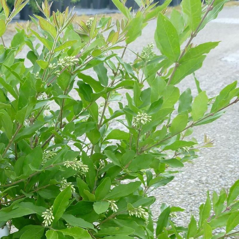 Ligustrum obtusifolium Regelianum