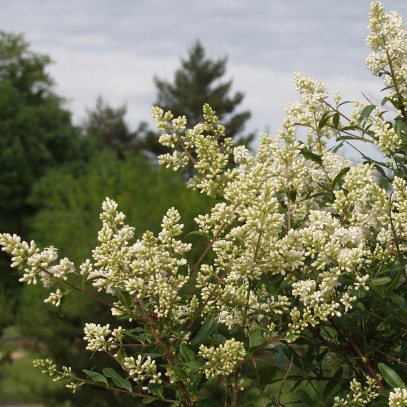 Ligustrum vulgare 