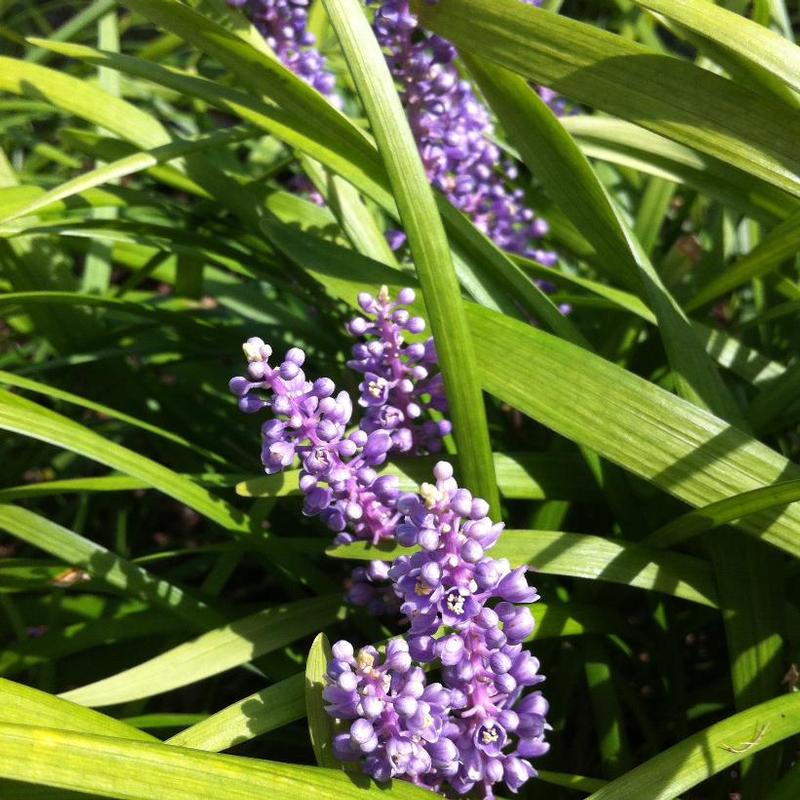 Liriope muscari Big Blue