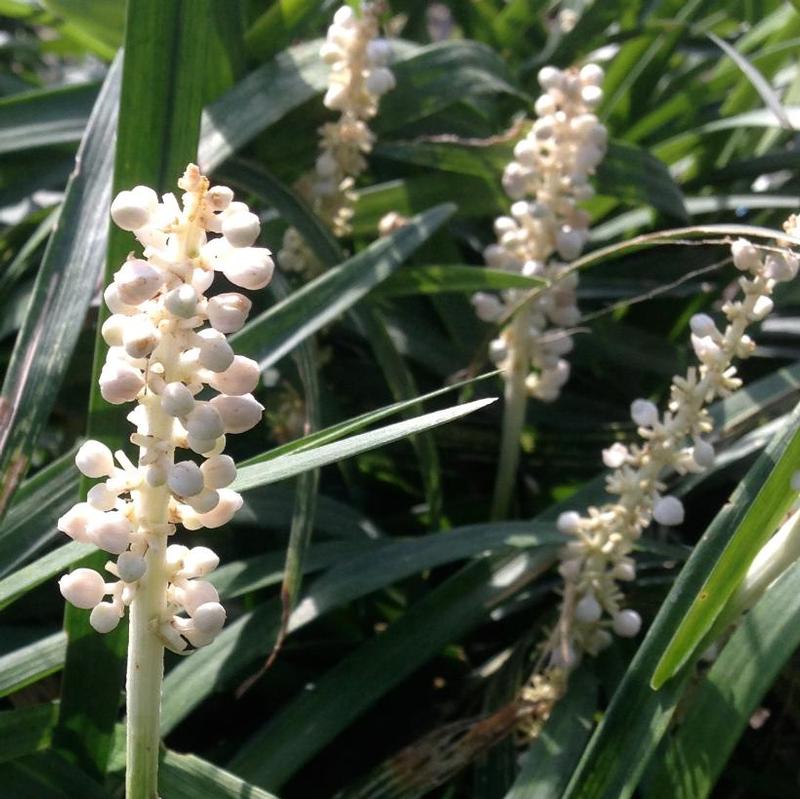 Liriope muscari Monroe's White