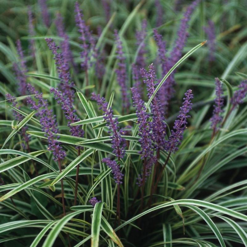 Liriope muscari Variegata