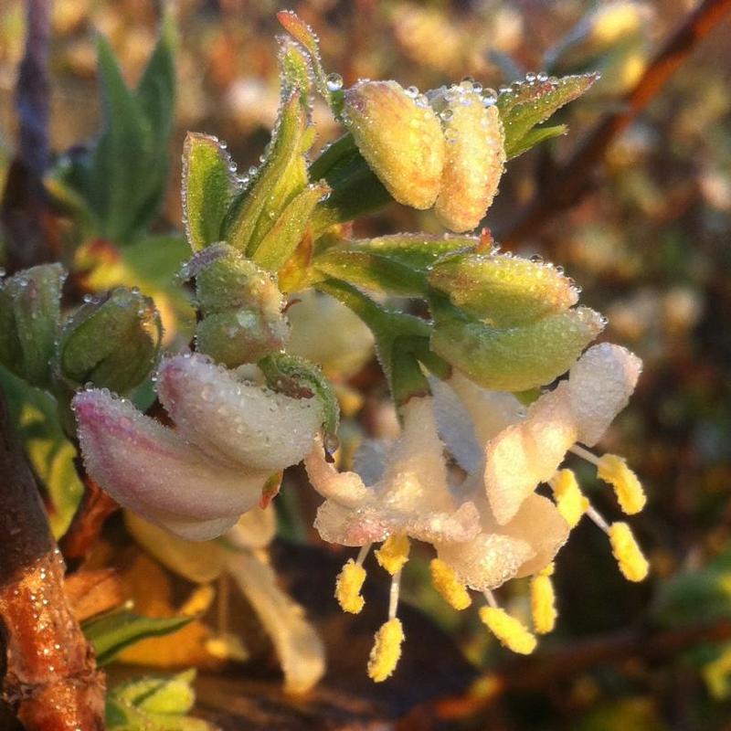 Lonicera fragrantissima 