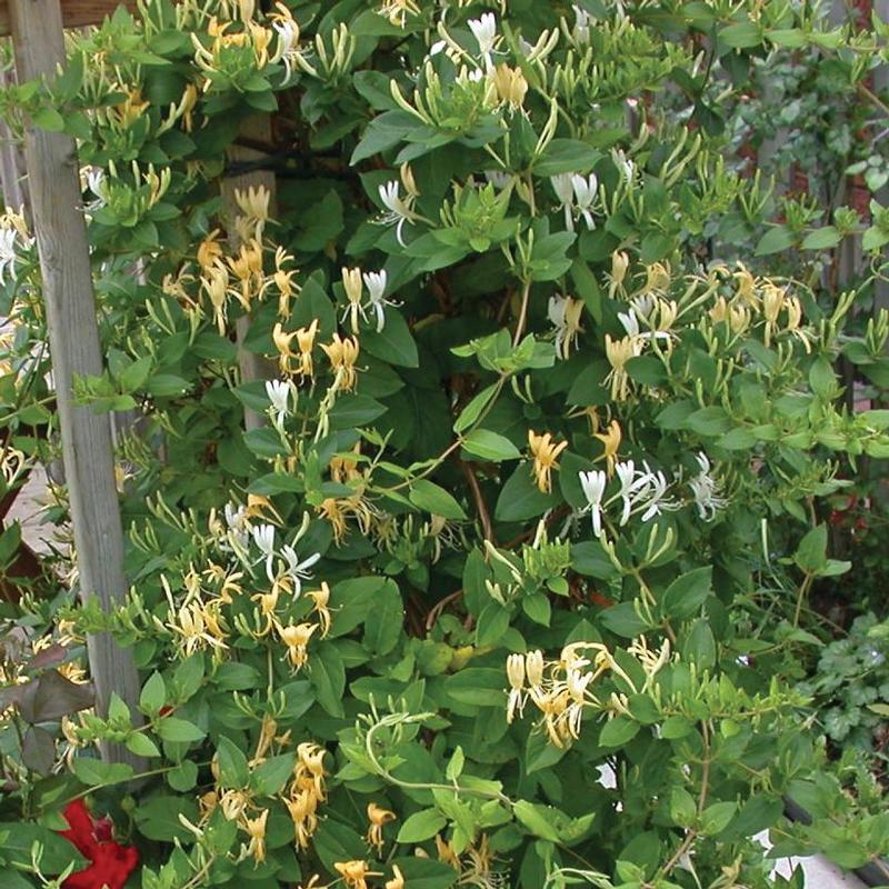 Lonicera japonica Halliana