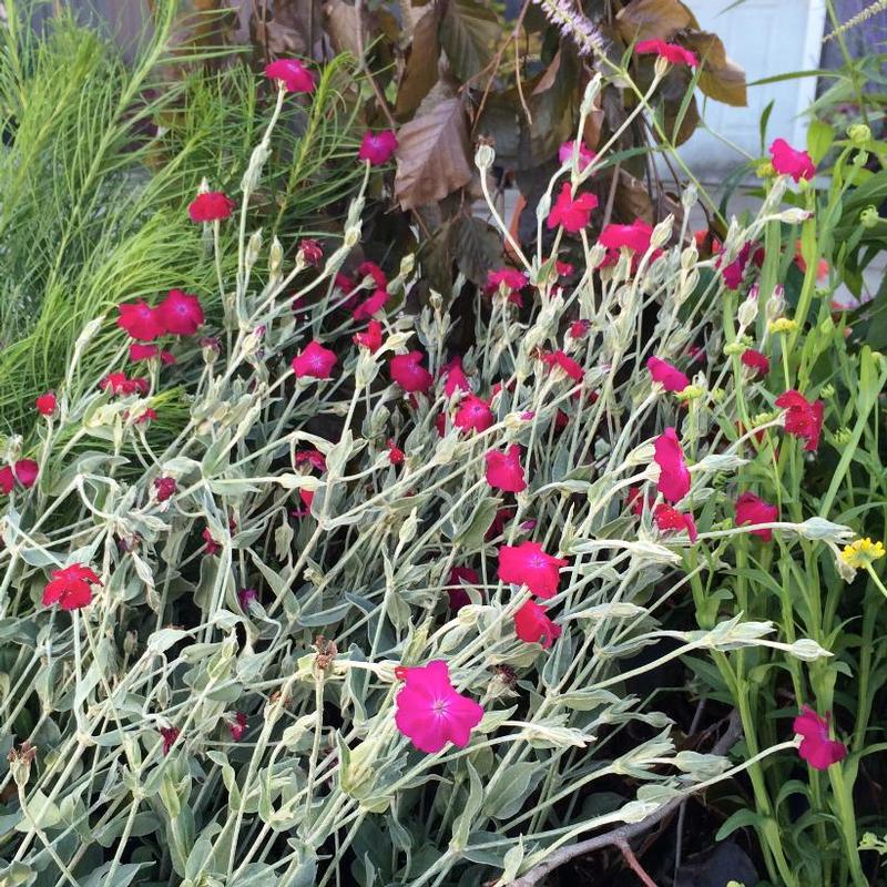 Lychnis coronaria Red