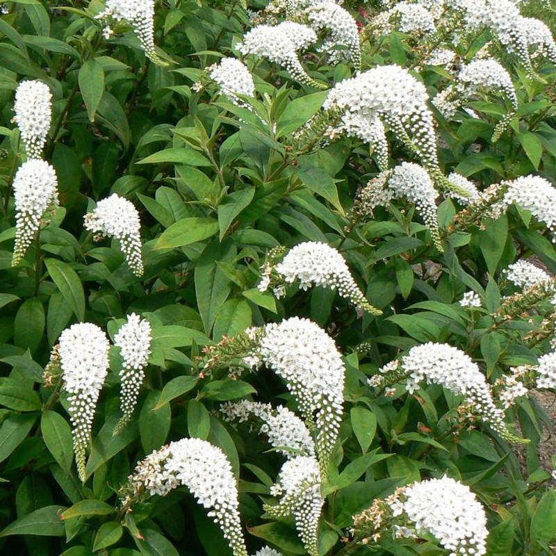 Lysimachia clethroides 