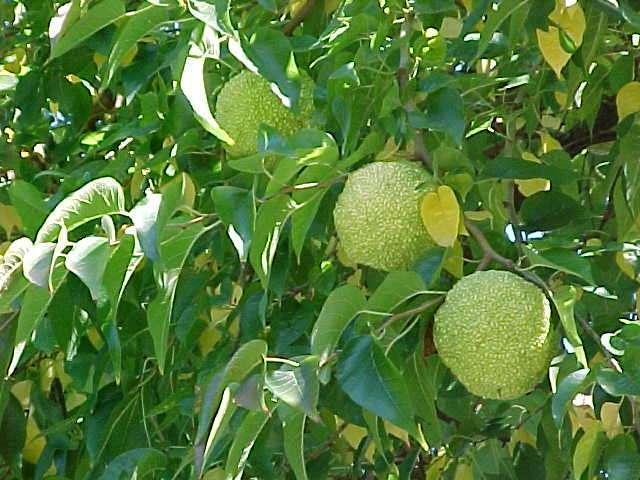 Maclura pomifera 