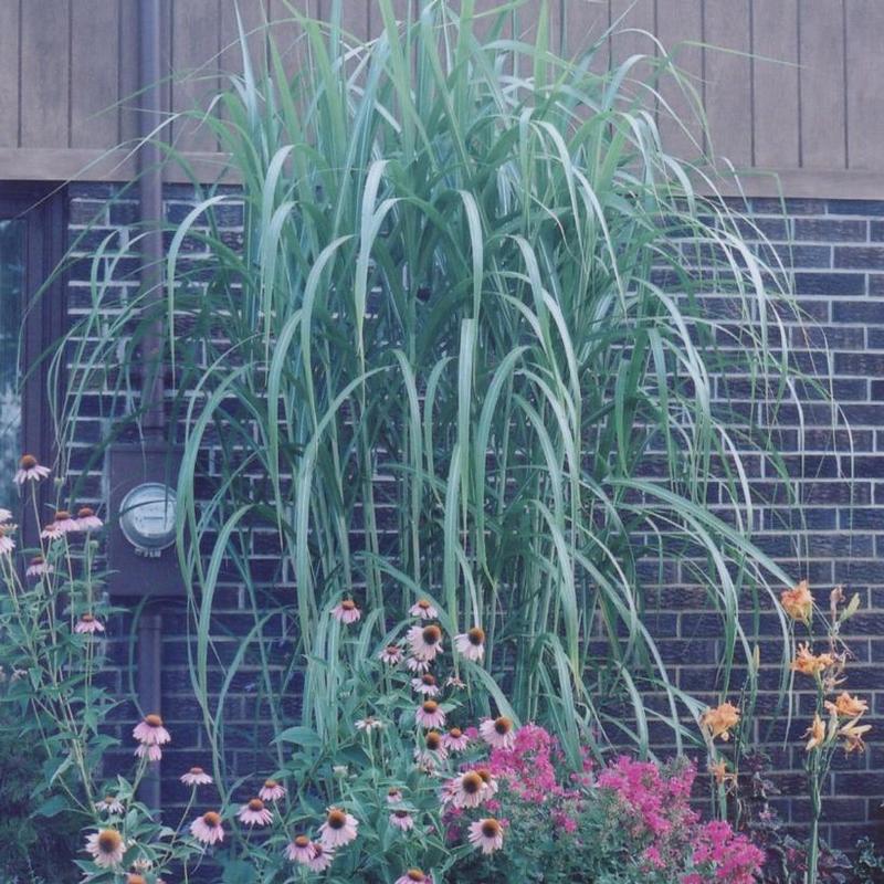 Miscanthus x Giganteus