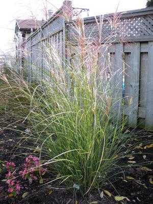 Miscanthus sinensis Autumn Light