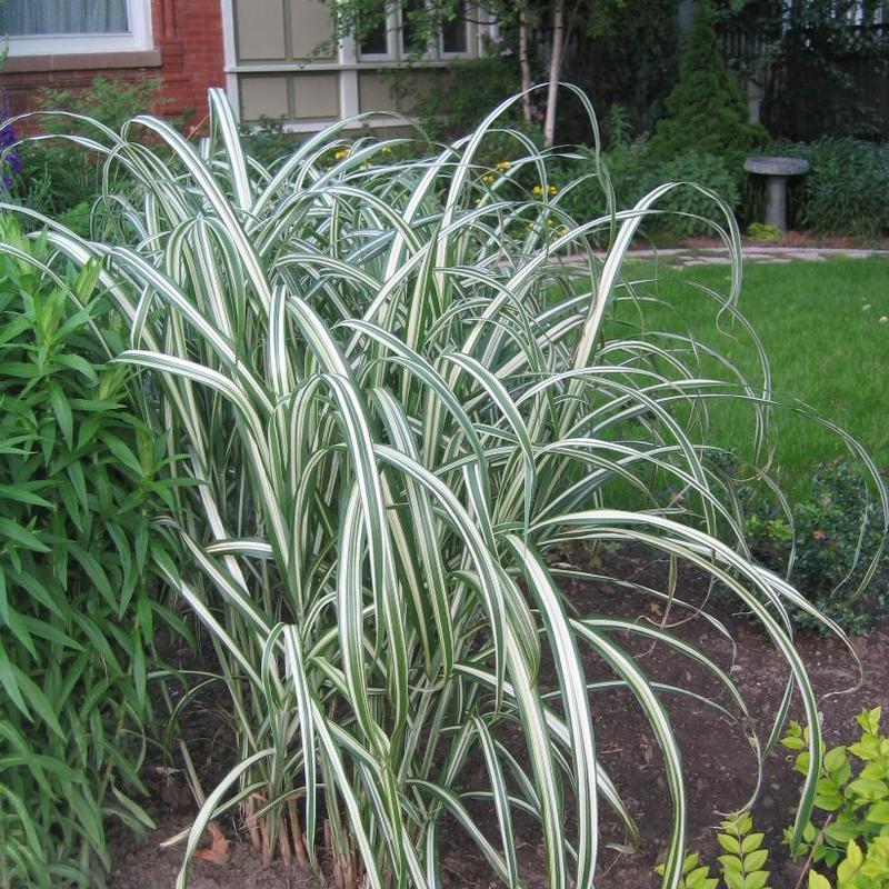 Miscanthus sinensis Cosmopolitan