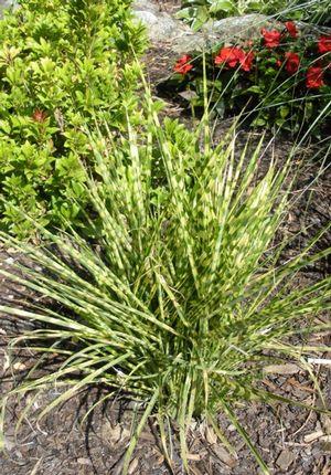 Miscanthus sinensis Gold Bar